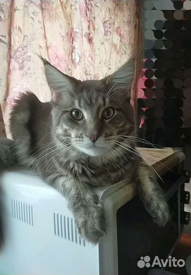 Котик мейн-кун