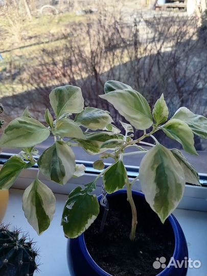 Бальзамин махровый (Ванька мокрый)