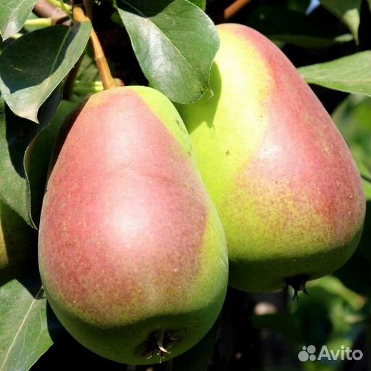 Саженцы растений от питомника 