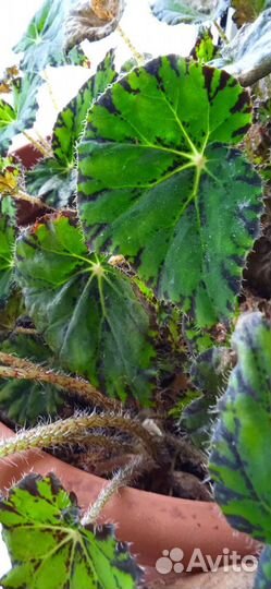 Бегония королевская