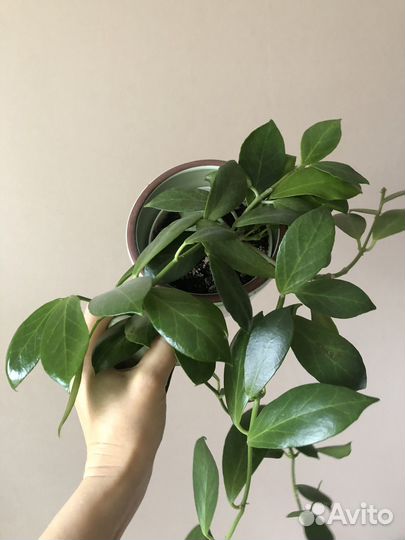 Obscura hoya хойя Обскура