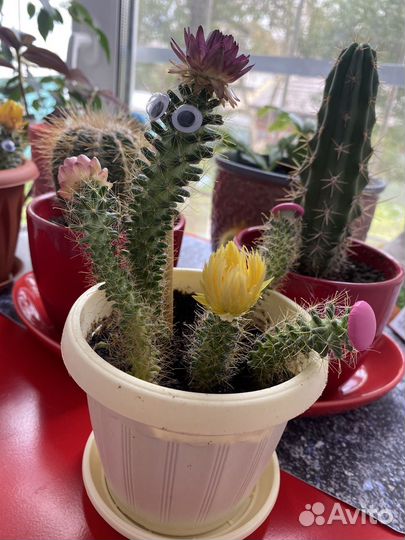 Кактусы и суккуленты