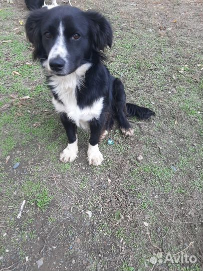 Собаки бесплатно