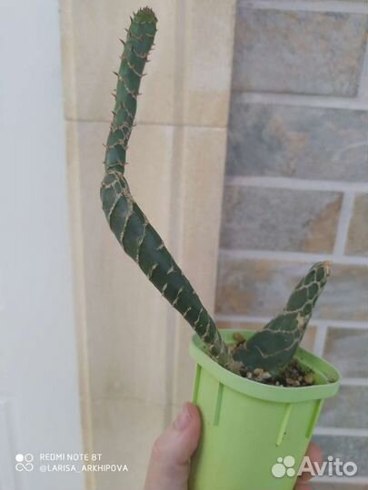 Хавортии, Кактусы, суккуленты