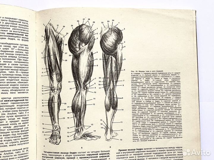 М. Ц. Рабинович. Пластическая анатомия