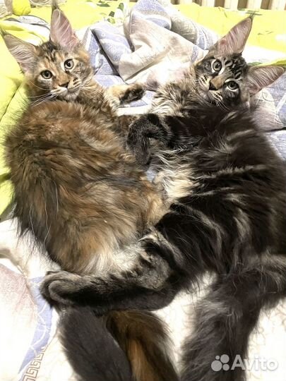 Котята мейн-кун 100%