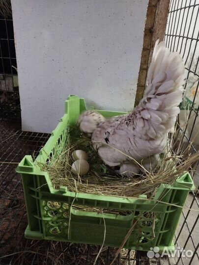 Декоративные куры, 1 + 2
