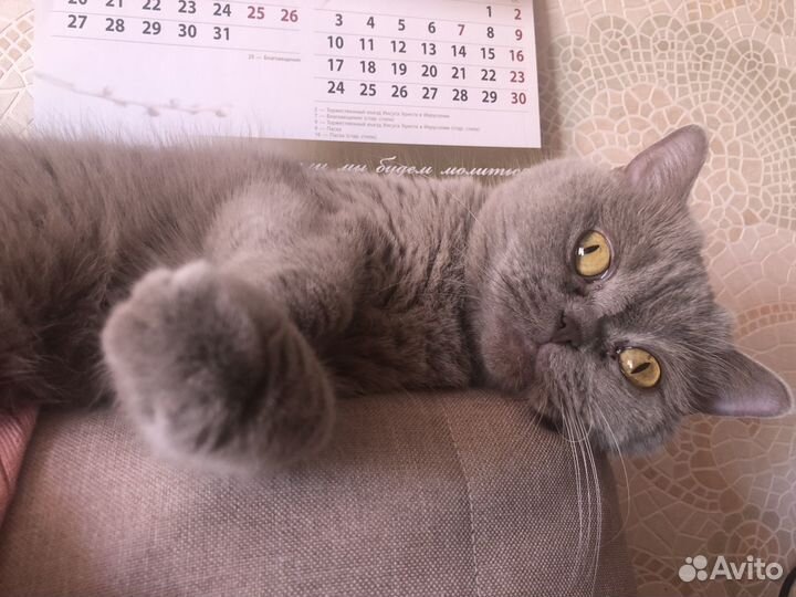 Отдам кошку в добрые руки