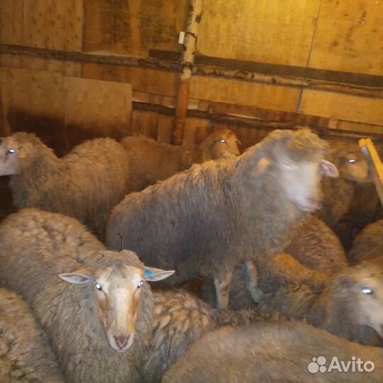 Мясо баранина