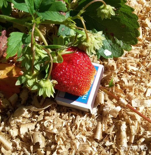 Рассада виктории (земляники садовой крупноплодной)