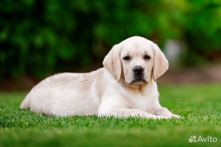 Щенки лабрадора