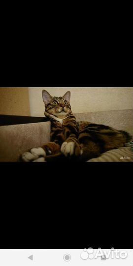 Курильский бобтейл