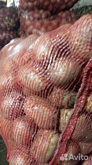 Картофель Гала