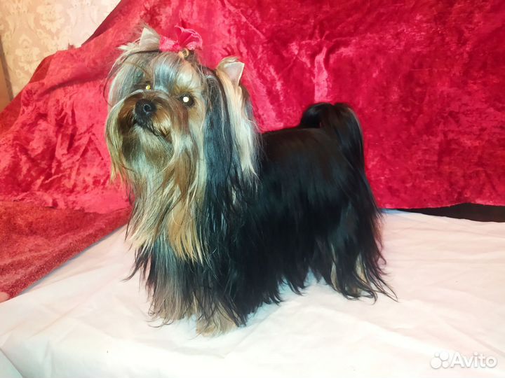 Йоркширский терьер