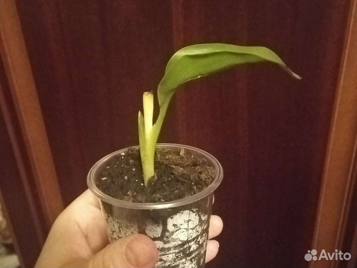 Домашние экзотические растения