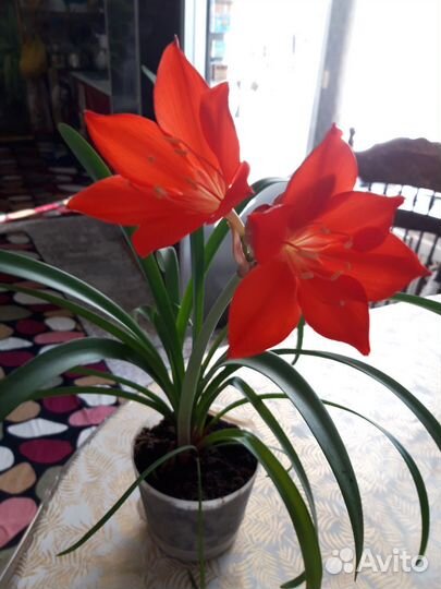 Красавец Амарилис