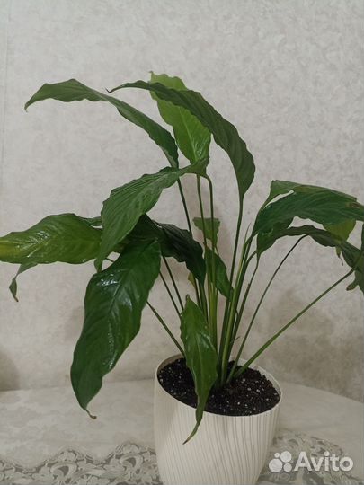 Спатифиллум