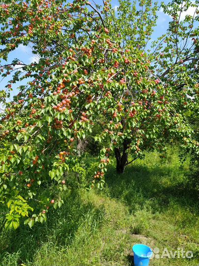 Ронетка со своей дачи Подсинее