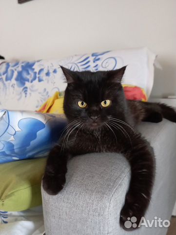 Ищем дом молодому котику