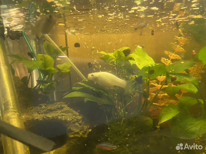 Аквариумные рыбки отдам бесплатно