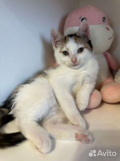 Кошка в дар