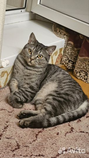Шотландский кот