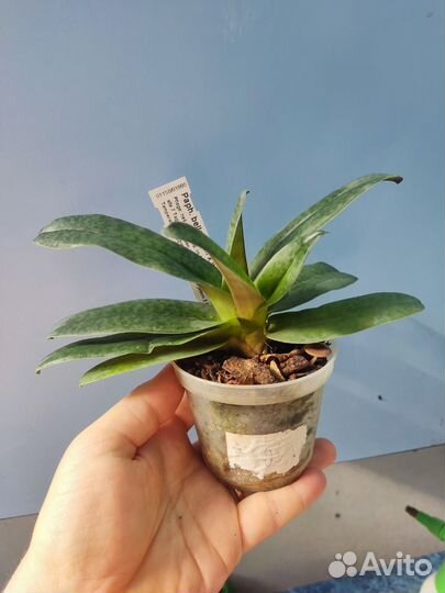 Орхидея. Пафиопедилум. Paph bellatulum x wilhelmin