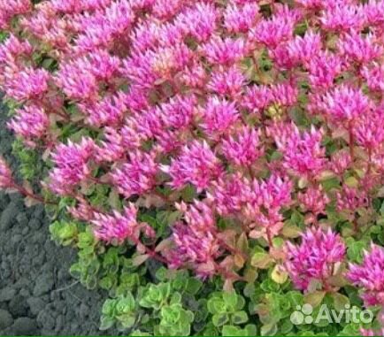 Почвопокровники