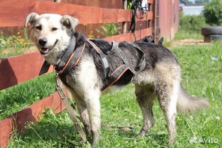 Собачка в добрые руки