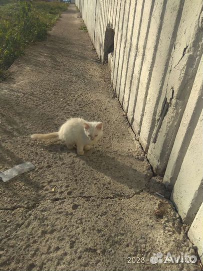 Котенок в добрые руки
