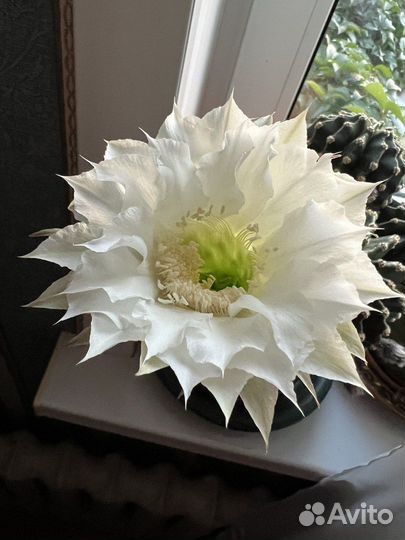 Кактус цветущий