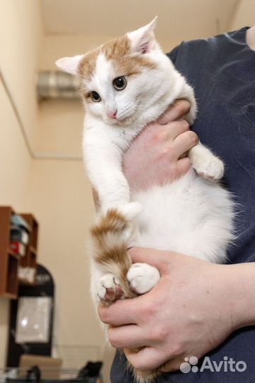 Котенок в добрые руки