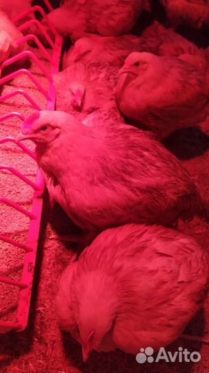 Бройлер подрощенный