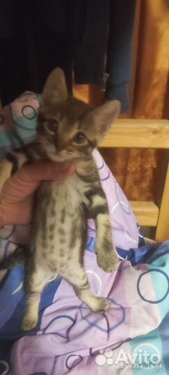 Котенок в дар бесплатно