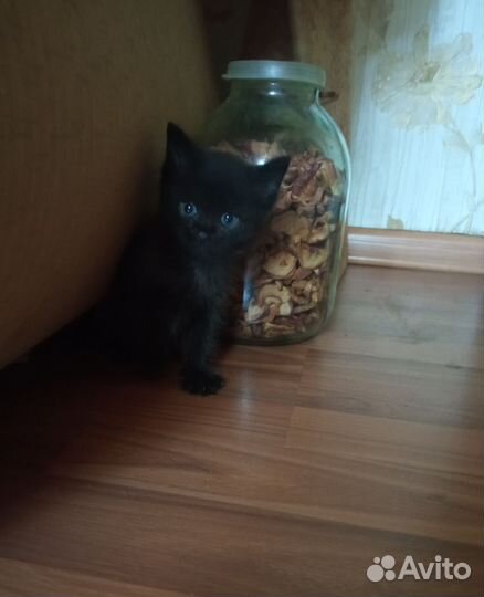 Котята турецкой ангоры