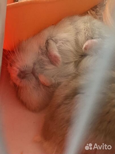 Джунгарские хомячки с клеткой