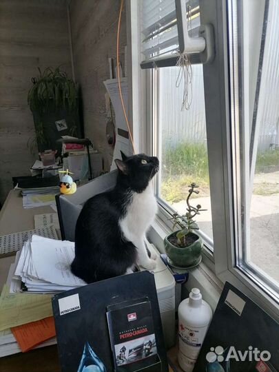 Кошка ищет дом