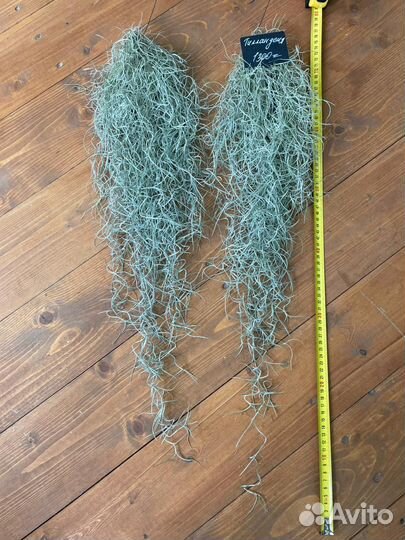 Тилландсия атмосферная