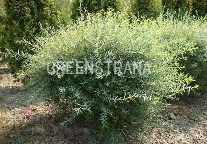 Ива каспийская Salix alba