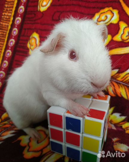 Морские свинки Тедди. С клеточками