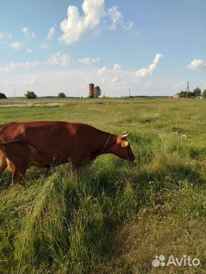 Корова дойная