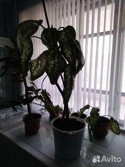 Диффенбахия