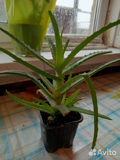 Продаю цветы