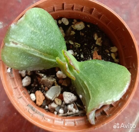 Крассула редкая сортовая коллекционная
