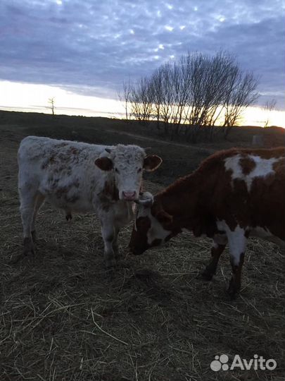 Продаю бычка на племя