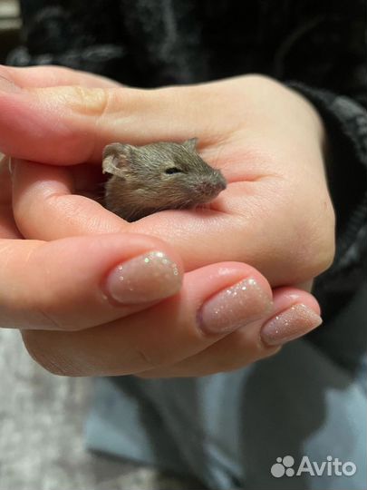 Декоративные цветные мышки