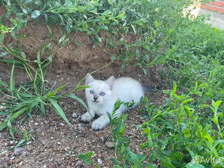 Отдам котят в добрые руки, сибирская порода