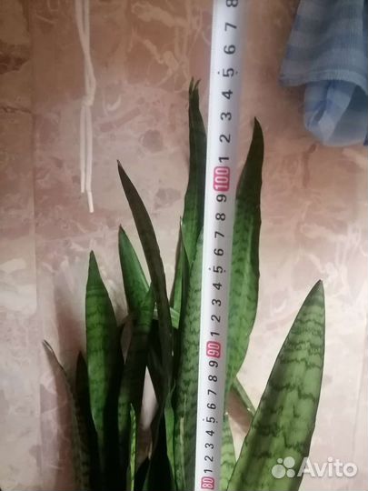 Сансевиерия (Тёщин язык)