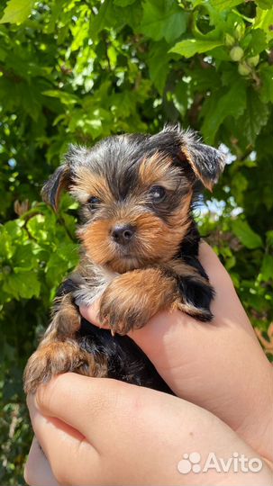 Собаки щенки йоркширский терьер