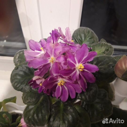 Сортовые фиалки цветущие